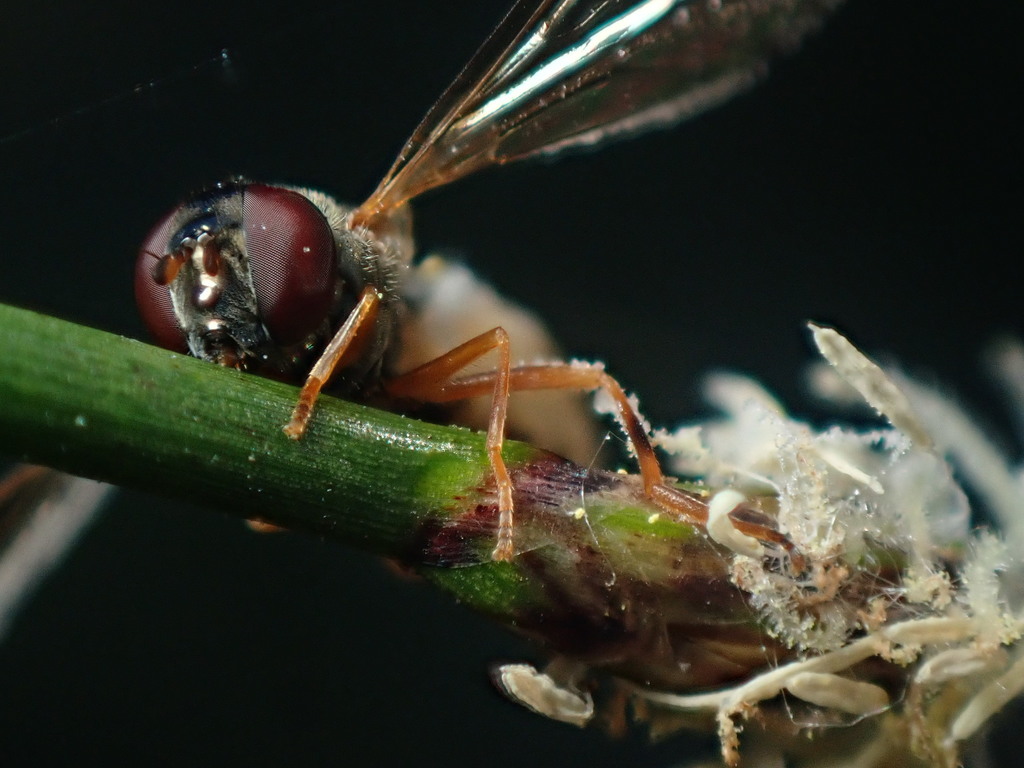 Variable Duskyface Fly