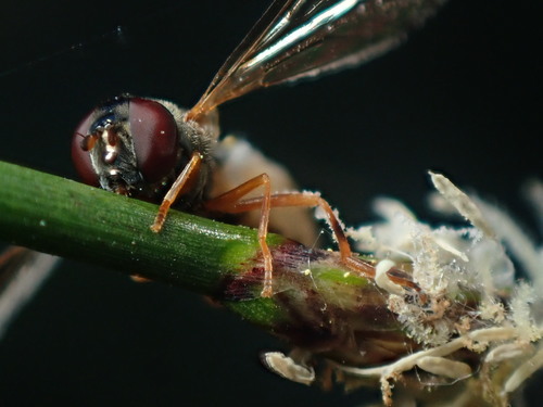 Variable Duskyface Fly, photo 4 of 10