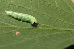 Asterocampa celtis