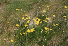 Microseris lanceolata