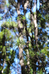 Dracophyllum sinclairii