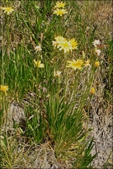 Microseris lanceolata