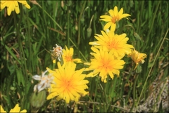Microseris lanceolata