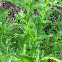 Alonsoa meridionalis