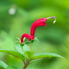 Centropogon cornutus