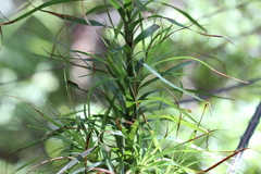 Dracophyllum sinclairii