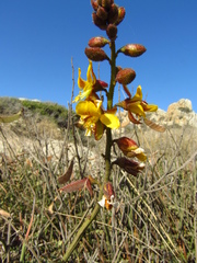 Erythrostemon angulatus