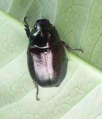 Anomala antiqua