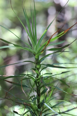 Dracophyllum sinclairii