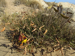 Erythrostemon angulatus