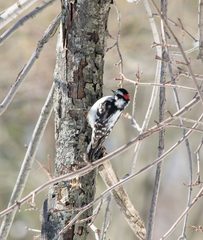 Dryobates pubescens