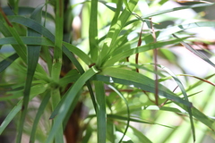 Dracophyllum sinclairii