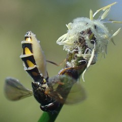 Entomophthora syrphi