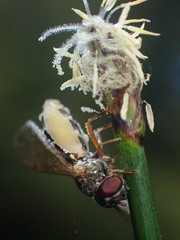 Entomophthora syrphi
