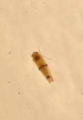 Empoa gillettei