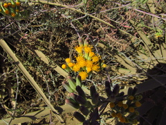 Senecio murorum