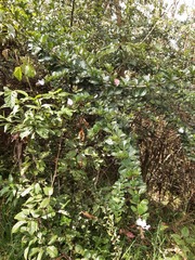 Duranta triacantha