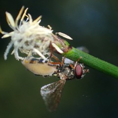 Entomophthora syrphi