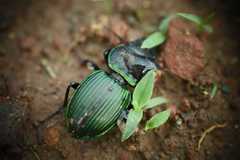 Pasimachus metallicus