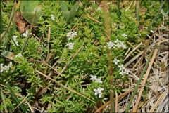 Asperula gunnii