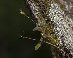 Epidendrum conopseum