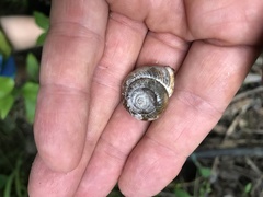 Allogona ptychophora