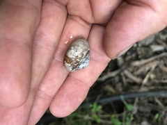 Allogona ptychophora