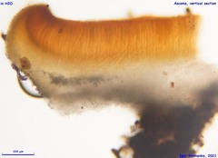 Pulvinula convexella