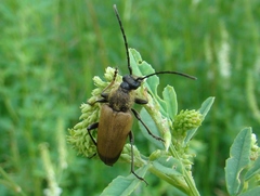 Trigonarthris proxima