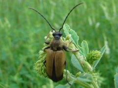 Trigonarthris proxima