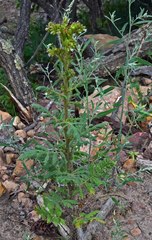 Phacelia denticulata