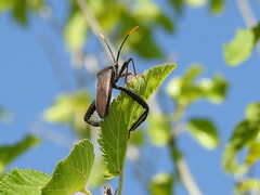 Acanthocephala thomasi