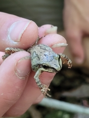 Pseudacris brachyphona