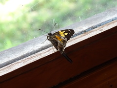 Chioides iverna