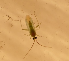 Blepharidopterus provancheri