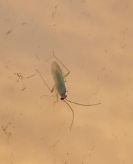 Blepharidopterus provancheri