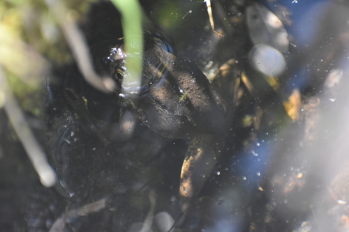 iNaturalist observation photo of Sierra Nevada Yellow-legged Frog