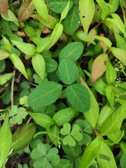 Glycine max soja