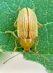 Colaspis hesperia
