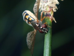 Entomophthora syrphi