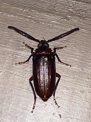 Prionus imbricornis