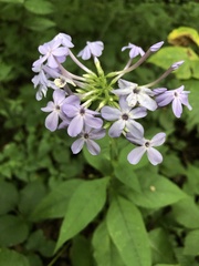 Phlox amplifolia