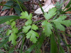 Tauschia kelloggii