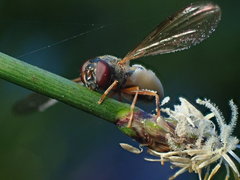 Entomophthora syrphi