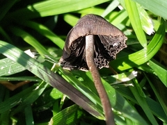 Panaeolus fimicola
