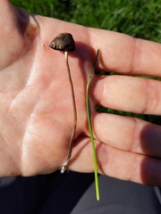 Panaeolus fimicola