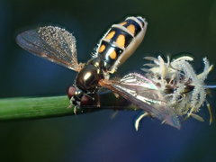Entomophthora syrphi