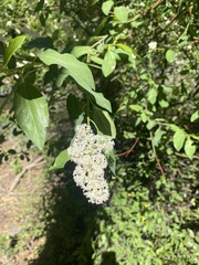 Ceanothus integerrimus macrothyrsus
