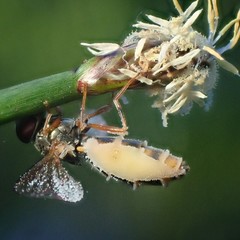 Entomophthora syrphi