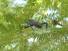Acanthocephala thomasi